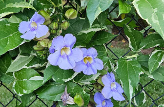 Julie’s Georgia Garden in Summer and Fall, Part 1