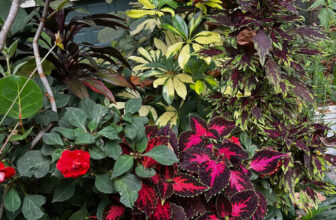 Steve Says Goodbye to Summer in Atlanta