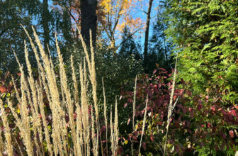 Revisiting Carol’s Fall Garden, Part 1