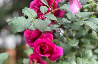 A Dry November in Carla’s Garden, Part 2