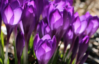 How to Grow Crocuses for a Spectacular Early Spring Display