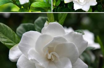 Timeless Gardenia Care Tips from the 1950s That Work Like Magic Today!