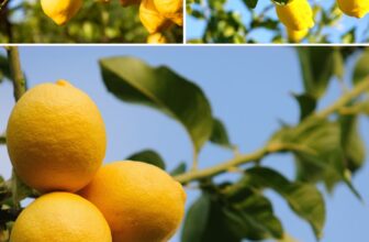 7 Bizarre Lemon Tree Facts That Will Totally Surprise You: Nature’s Citrus Secrets Revealed