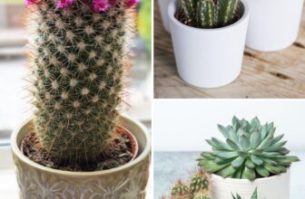9 Cactus Myths Every Gardener Should Know