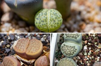 Uncovering the Secrets of Living Stones