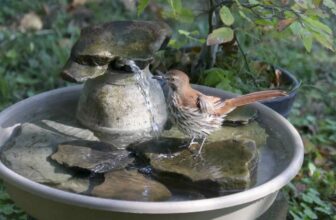 drought: the challenge for gardeners, plants and wildlife, with julie zickefoose