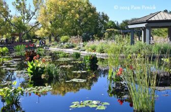 Fall at Denver Botanic Gardens: Monet Pool, Japanese teahouse, and bonsai
