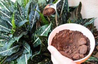 7 Everyday Household Items That Boost Indoor Plant Growth