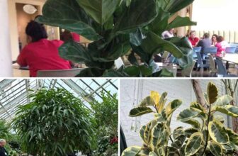 9 Unexpected Uses for Ficus Plants: Hidden Houseplant Talents