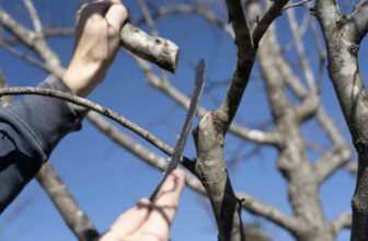 winter tree care, with basil camu of leaf & limb