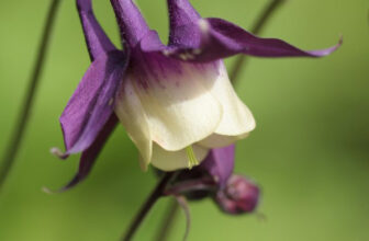 The 14 Best Perennial Flower Seeds to Use in Your Garden