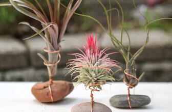 Air Plant Holder with Rock and Wire {DIY Air Plant Display}