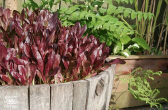 How to Grow Plants in a Wine Barrel (+ Where to Find Them)