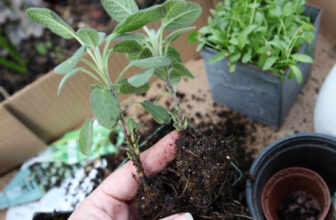 The Best Soil for Herbs—Grow a Fruitful Herb Garden