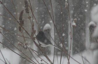 Caroline’s Snow Day in Ontario