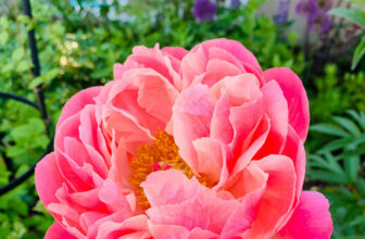 Joan’s Garden in Massachusetts – Fine Gardening