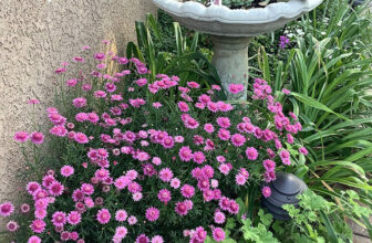 Carol’s Healing Garden in Northern California