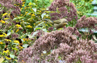 Michelle’s Habitat Gardens in Pennsylvania