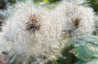 Fallen Leaves and Seed Heads are Beautiful and Beneficial in the Garden