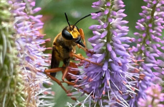 Mark’s Ornamental Vegetable Garden in Vermont