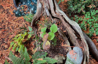 GPOD on the Road: Cherry in Nancy Heckler’s Garden, Part 4