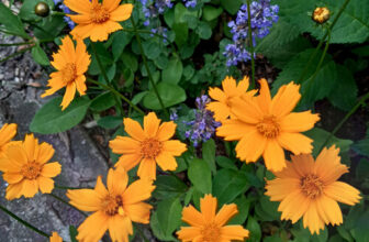 Cindy’s Top Summer Blooms Northwest Chicago