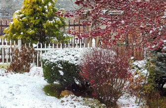 Tingshu’s Garden in Winter – Fine Gardening