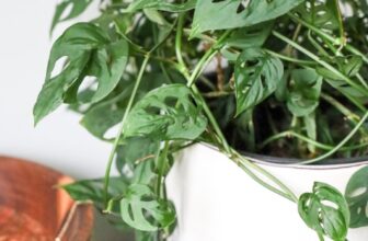 How to Grow and Keep Your Monstera Plant Happy