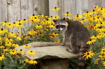 How to Keep Animals Out of the Garden Naturally