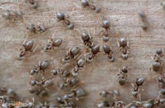 How to Get Rid of Ants in the Garden Naturally