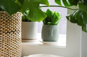 Winter Houseplant Care: How Nurturing Plants Takes Care of YOU