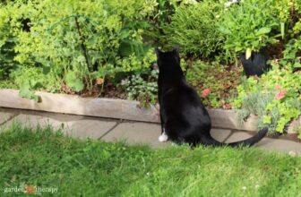 How to Stop Cats from Pooping in the Garden
