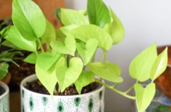 Everything You Need to Know About Growing A Pothos Plant