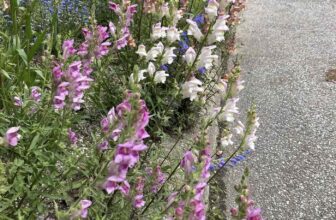 surrendering to snapdragons, with joseph tychonievich