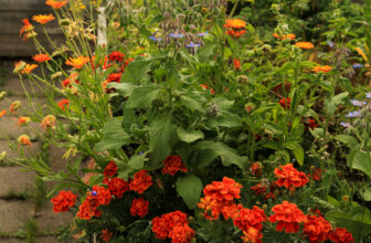 What to Put on the Bottom of a Raised Garden Bed : 6 Easy Ideas