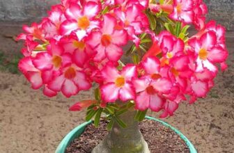 Why Adenium Obesum (Desert Rose), Is a Must-Have: 10 Unique Facts