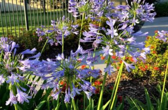 9 Unique Things About Agapanthus (Lily of the Nile) You Didn’t Know