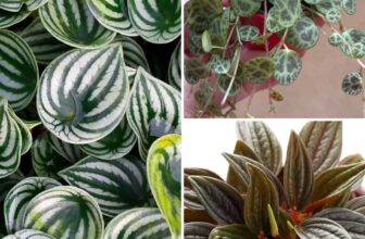 10 Things Every Peperomia Plant Owner Needs To Know