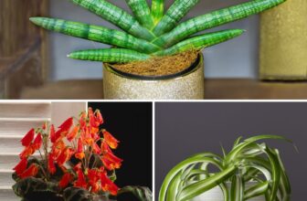 Low-Maintenance Houseplants That Don’t Need Constant Attention