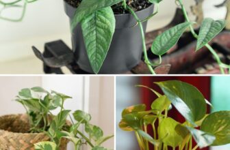 Why This Popular Houseplant Is a Must-Have