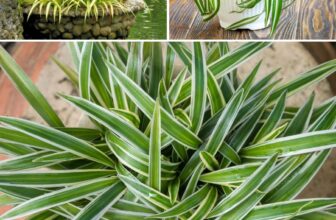 5 Surprising Facts About Spider Plants (Chlorophytum) You Need to Know