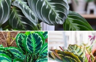 10 Things Every Calathea Plant Owner Needs To Know