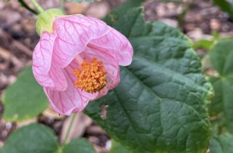 Late-winter mosey around the garden