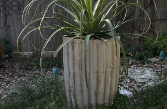 Exposed limestone and winter foliage in my garden