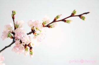 Forcing Flowering Branches to Bloom Indoors