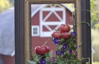 exploring ‘the exchange,’ seed savers’ online heirloom seed swap