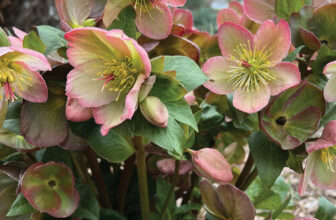 Growing Hellebores: Beautiful Varieties and Care