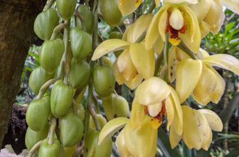 GPOD on the Road: Monteverde Orchid Garden, Part 1