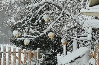 After the Storm in Caroline’s Ontario Garden