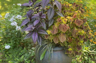 Highlights from Fran’s Rhode Island Garden